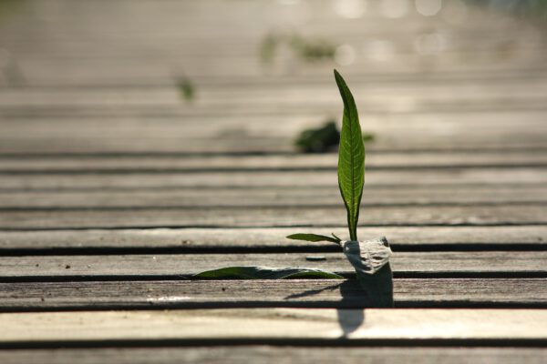 Meditation "guten Morgen"